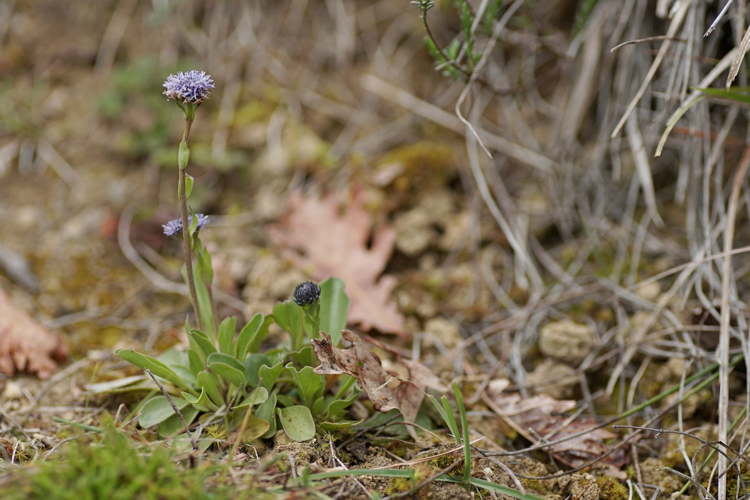 Globulaire commune - Globularia bisnagarica - Pavie &copy; Laurent Barthe
