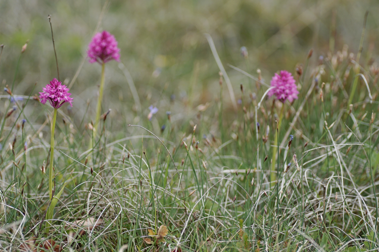 Orchis pyramidal - Anacamptis pyramidalis - Pavie (Gers) &copy; Laurent Barthe