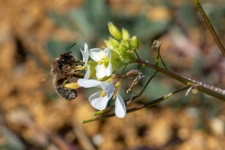 Eucera nigrilabris (femelle) &copy; Romain Baghi