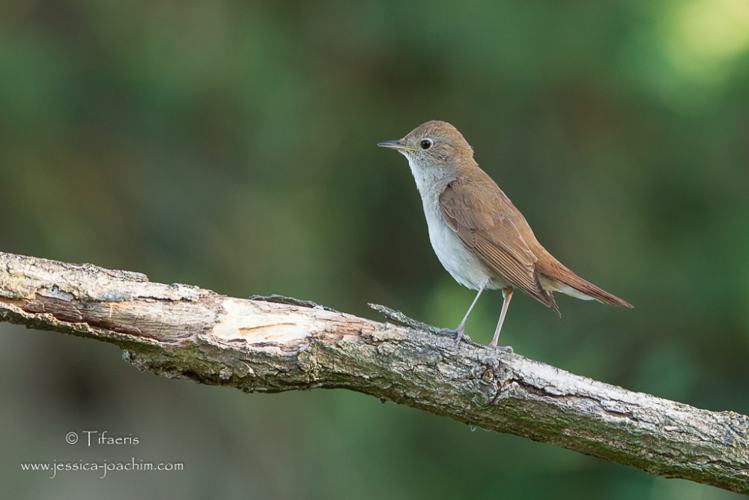 Rossignol philomèle - Luscinia megarhynchos &copy; Jessica Joachim
