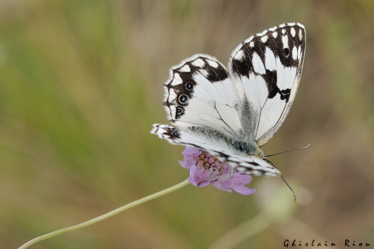 Melanargia lachesis, 3 juin 2015, Lédenon (30) &copy; Ghislain Riou