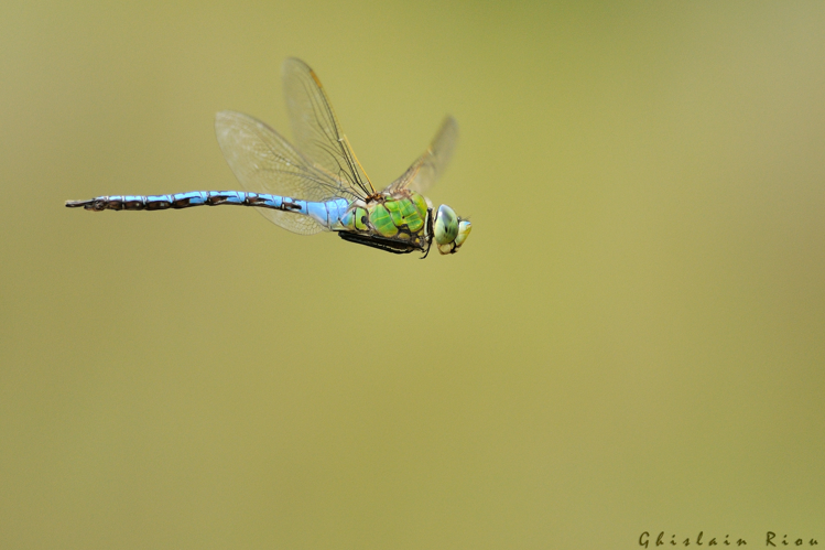 Anax imperator mâle, 11 juin 2015, Lansac (66) &copy; Ghislain Riou