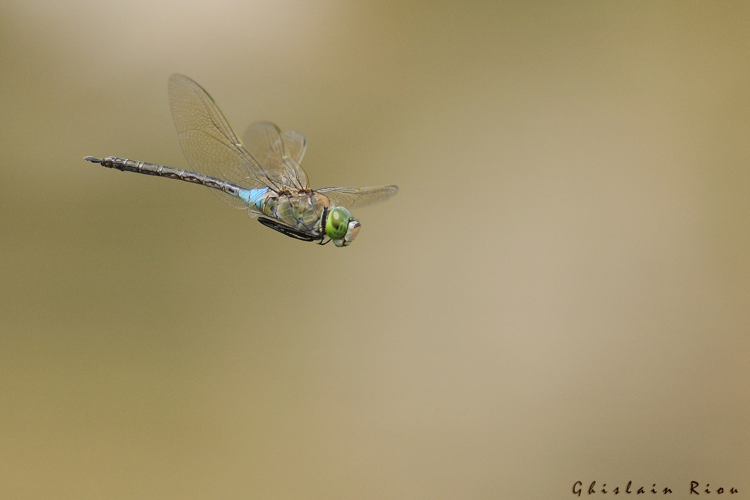 Anax parthenope mâle, 11 juin 2015, Lansac (66) &copy; Ghislain Riou