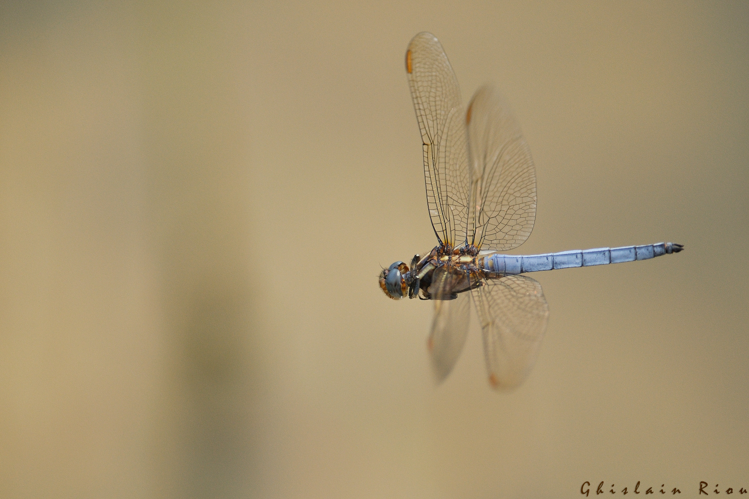 Orthetrum coerulescens mâle, 11 juin 2015, Lansac (66) &copy; Ghislain Riou