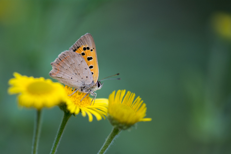 Lycaena phlaeas &copy; Romain Baghi