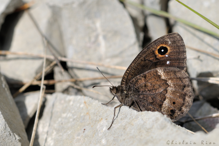 Satyrus ferula, 19 juin 2016, Navacelles (34) &copy; Ghislain Riou