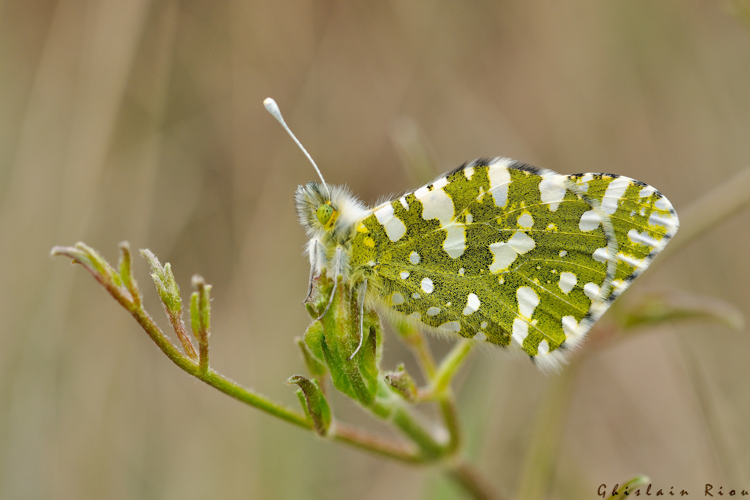 Euchloe crameri, 2 avril 2014, Vivès (66) &copy; Ghislain Riou