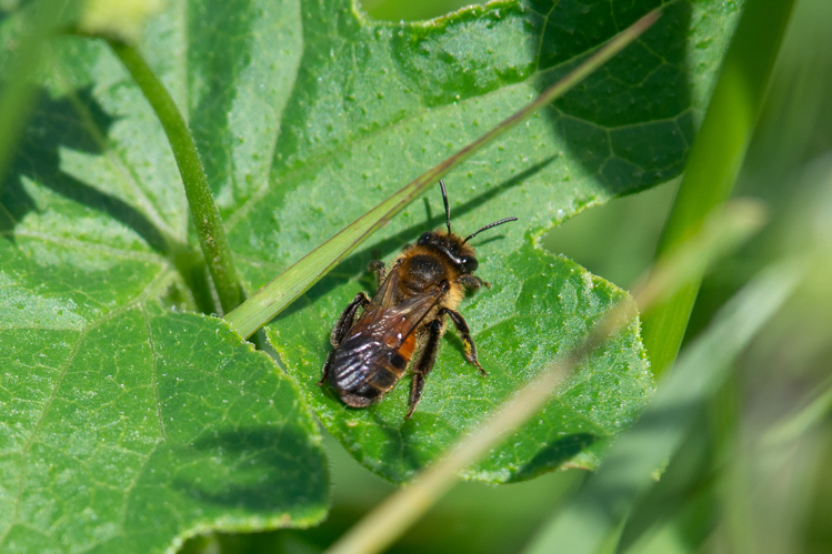 Andrena florea &copy; Romain Baghi