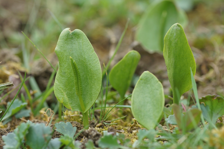 Ophioglosse Langue de serpent - Ophioglossum vulgatum - Ordan-Larroque (Gers) &copy; Laurent Barthe