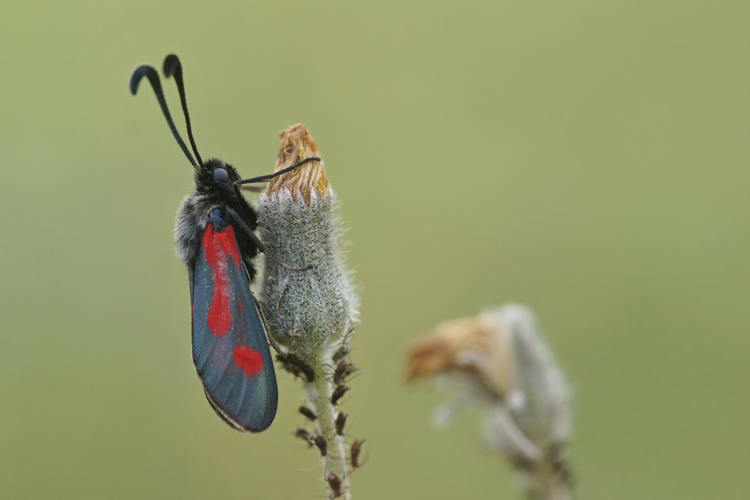 Zygène du Panicaut - Zygaena sarpedon - Ordan-Larroque (Gers) &copy; Laurent Barthe