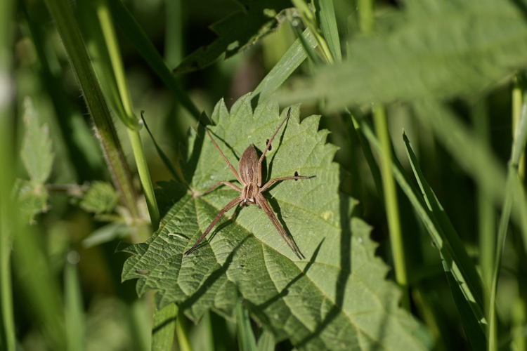 Pisaure admirable - Pisaura mirabilis - Castéra-Lanusse (Hautes-Pyrénées) &copy; Laurent Barthe