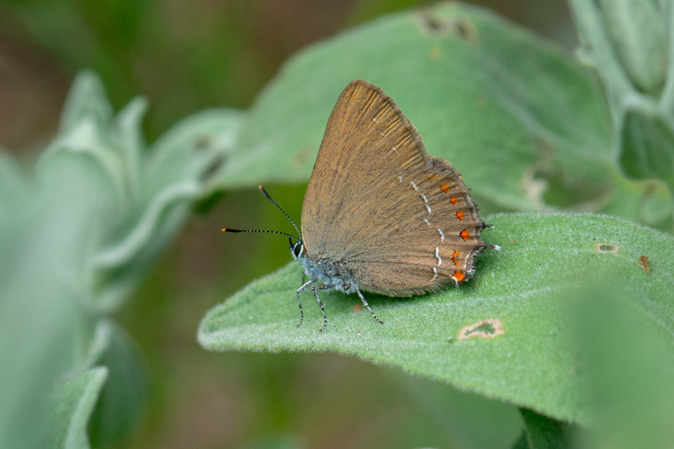 Satyrium esculi &copy; Romain Baghi