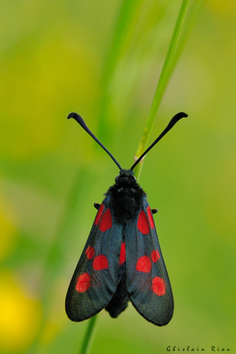 Zygaena trifolii, 18 mai, 2019, Ste-Foy-d'Aigrefeuille (31) &copy; Ghislain Riou