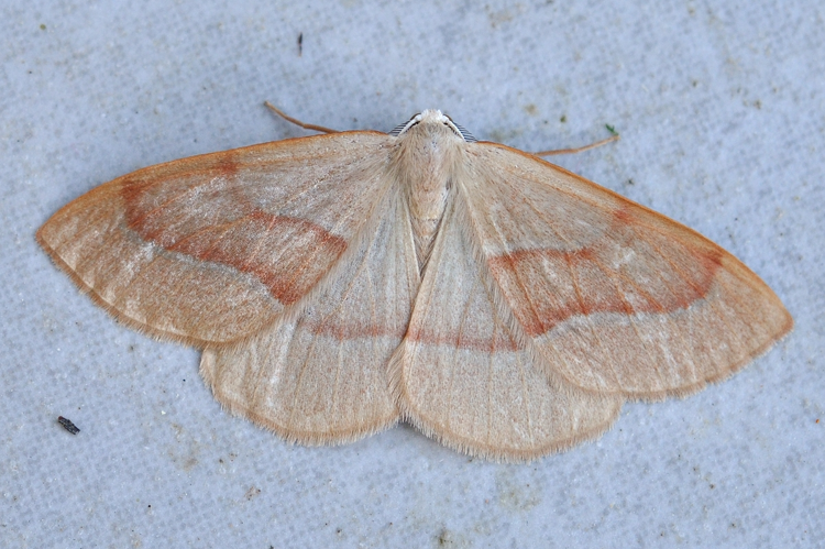 Hylaea fasciaria, Ste-Foy-d'Agrefeuille 31 &copy; Ghislain Riou