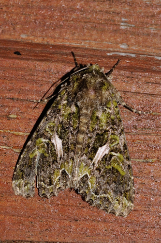 Trachea atriplicis,  Ste-Foy-d'Agrefeuille 31 &copy; Ghislain Riou