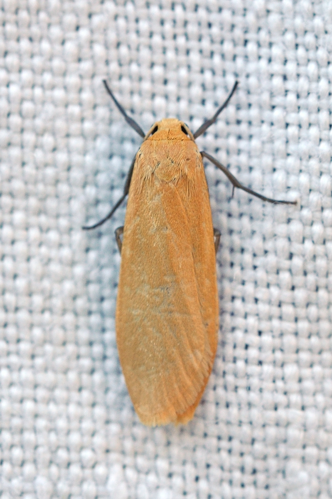 Eilema sororcula,  Ste-Foy-d'Agrefeuille 31 &copy; Ghislain Riou