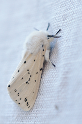 Spilosoma lubricipeda, Ste-Foy-d'Agrefeuille 31 &copy; Ghislain Riou