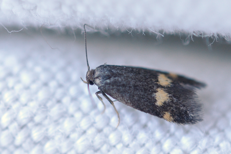 Borkhausenia minutella, Ste-Foy-d'Agrefeuille 31 &copy; Ghislain Riou