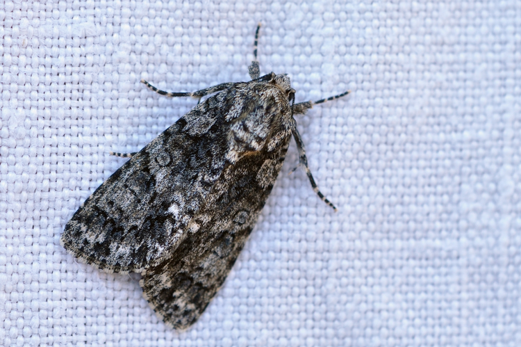 Acronicta rumicis, Ste-Foy-d'Agrefeuille 31 &copy; Ghislain Riou