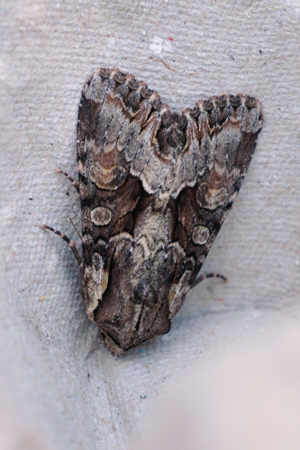 Lacanobia w-latinum, Ste-Foy-d'Agrefeuille 31 &copy; Ghislain Riou