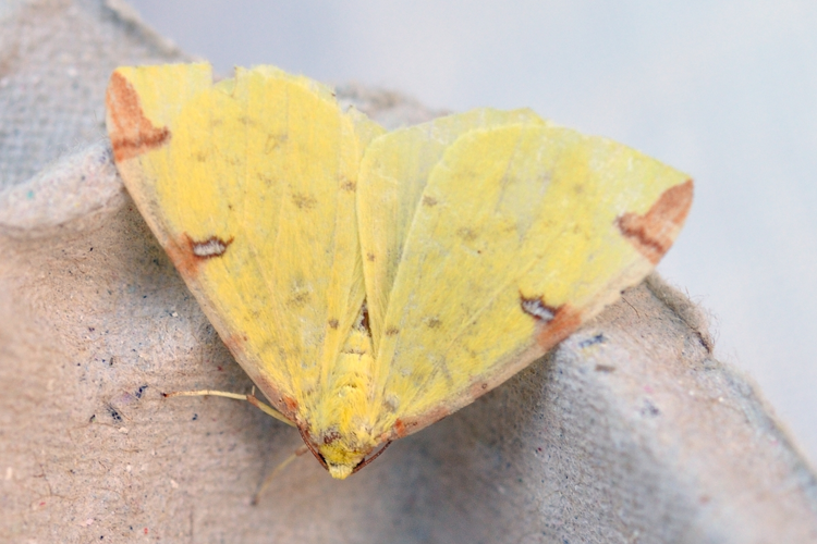 Opisthograptis luteolata, Ste-Foy-d'Agrefeuille 31 &copy; Ghislain Riou