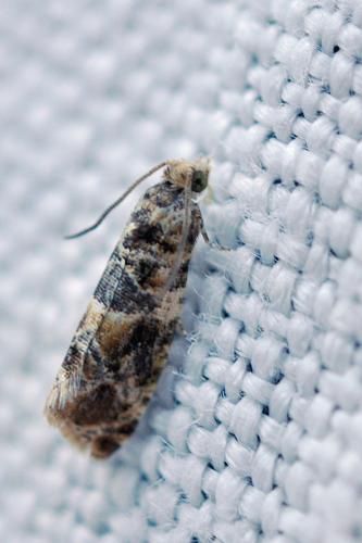 Lobesia botrana, Ste-Foy-d'Aigrefeuille 31 &copy; Ghislain Riou