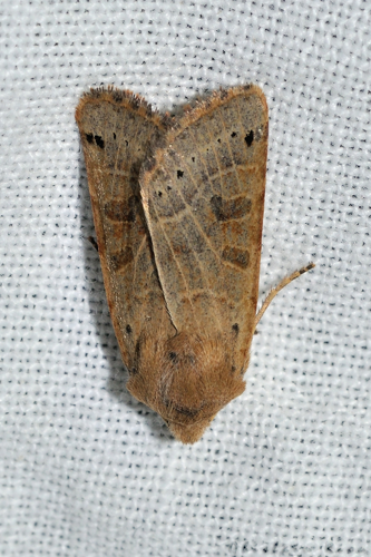 Agrochola lunosa, Ste-Foy-d'Aigrefeuille 31 &copy; Ghislain Riou