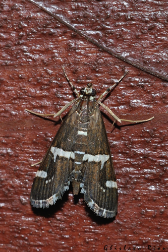 Spoladea recurvalis, Ste-Foy-d'Aigrefeuille 31 &copy; Ghislain Riou