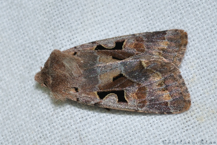 Orthosia gothica, Ste-Foy-d'Aigrefeuille 31 &copy; Ghislain Riou