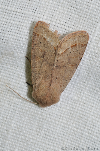 Orthosia gracilis, Ste-Foy-d'Aigrefeuille 31 &copy; Ghislain Riou