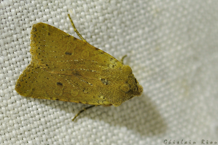 Xanthia ruticilla, Ste-Foy-d'Aigrefeuille 31 &copy; Ghislain Riou