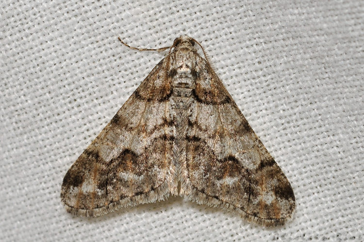 Agriopis leucophaeariae, Ste-Foy-d'Aigrefeuille 31 &copy; Ghislain Riou