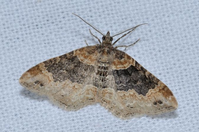 Xanthorhoe ferrugata, Ste-Foy-d'Aigrefeuille 31 &copy; Ghislain Riou