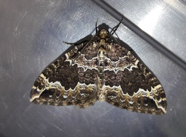 Lampropteryx suffumata, 31 &copy; Ghislain Riou