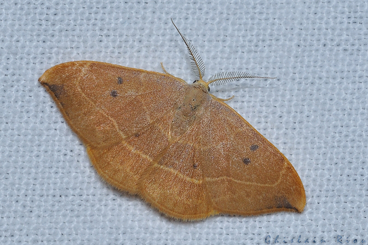 Watsonalla binaria, Ste-Foy-d'Aigrefeuille 31 &copy; Ghislain Riou