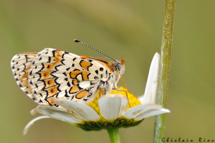 Melitaea cinxia, Ste-Foy-d'Aigrefeuille 31 &copy; Ghislain Riou