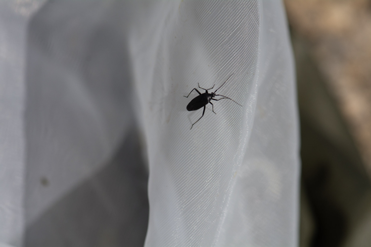 Calocoris nemoralis &copy; Romain Baghi