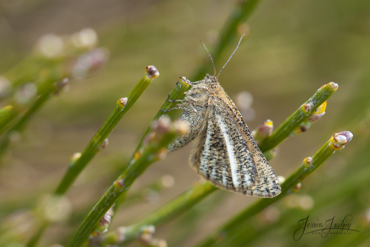 Isturgia limbaria &copy; Jessica Joachim