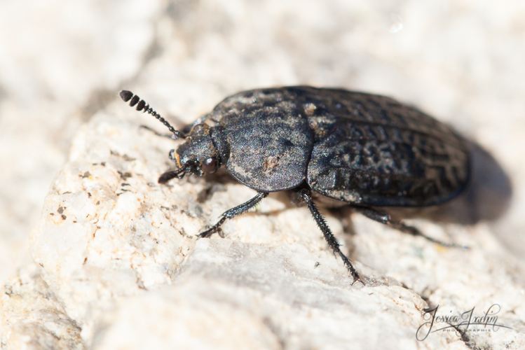 Thanatophilus rugosus &copy; Jessica Joachim