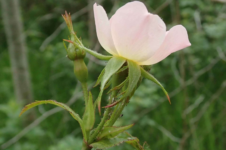Corolle et calice &copy; R Mathon