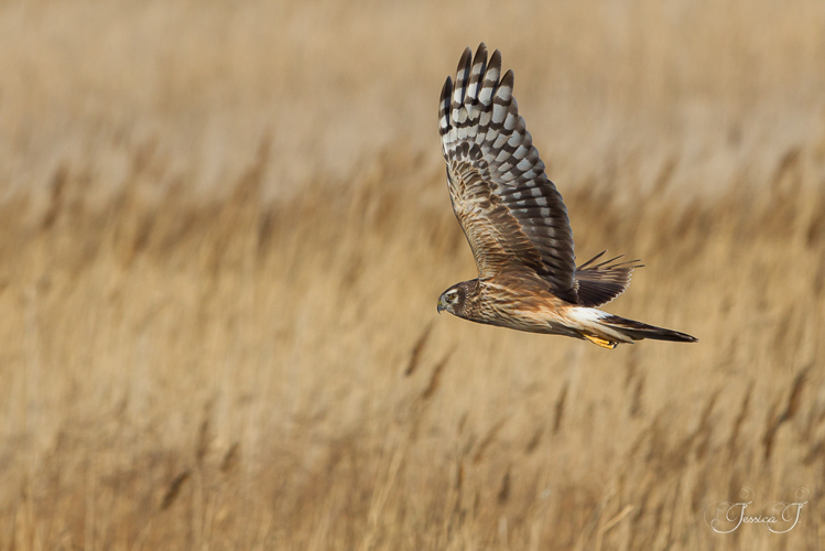 Busard Saint-Martin (Circus Cyaneus) &copy; Jessica Joachim