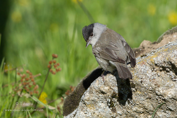 Fauvette à tête noire (Sylvia atricapilla) &copy; Jessica Joachim