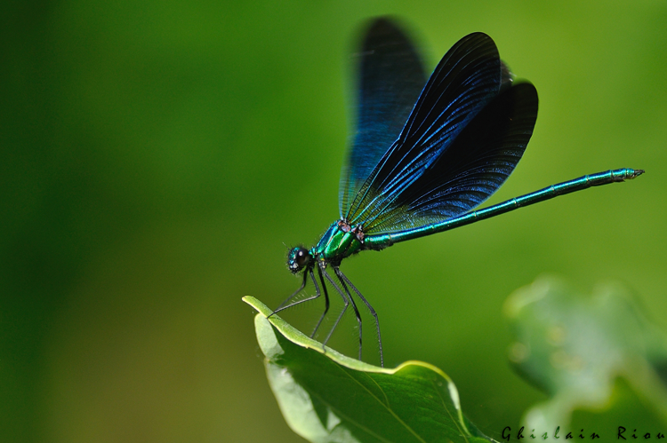 Caloptéryx vierge méridional mâle, Labarthe-Inard 31 &copy; Ghislain Riou