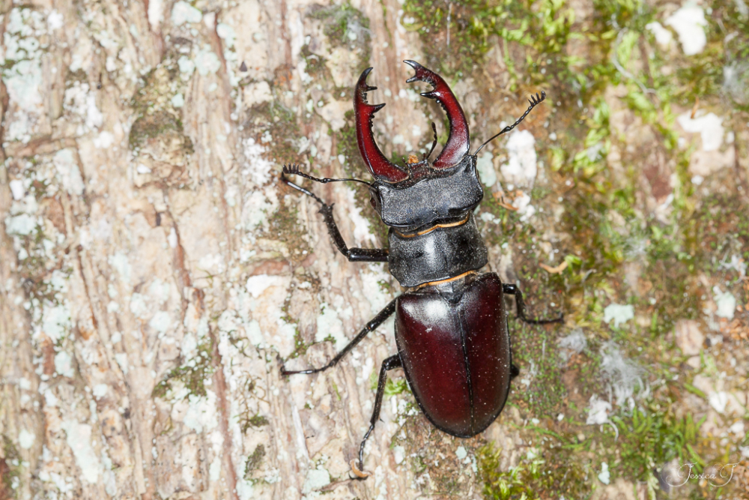 Lucane cerf-volant (Lucanus cervus) &copy; Jessica Joachim