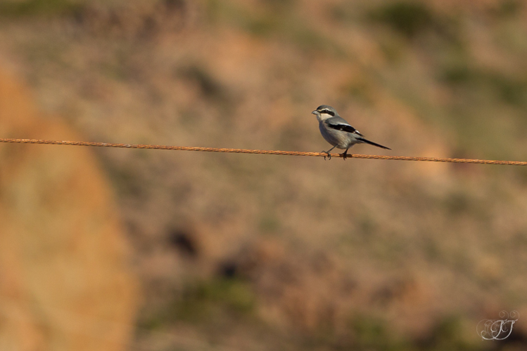 Pie-grièche méridionale (Lanius meridionalis) &copy; Jessica Joachim