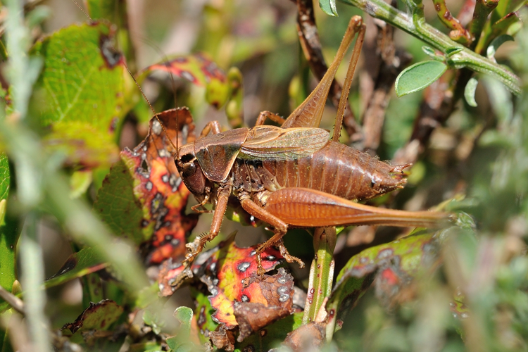 Decticelle des alpages, Lacaune 81 &copy; Ghislain Riou