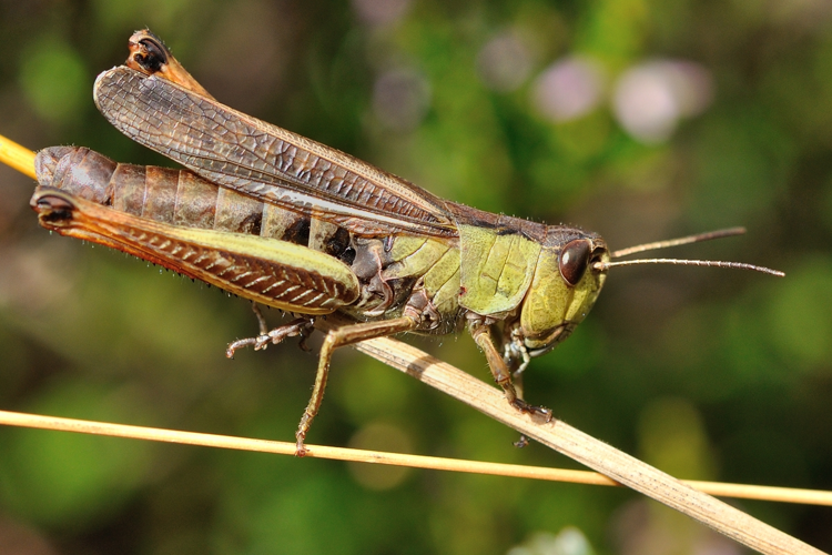Criquet jacasseur, Lacaune 81 &copy; Ghislain Riou