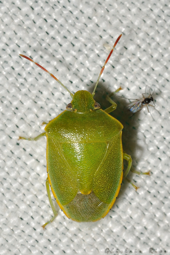 Acrosternum heegeri, Toulouse 31 &copy; Ghislain Riou
