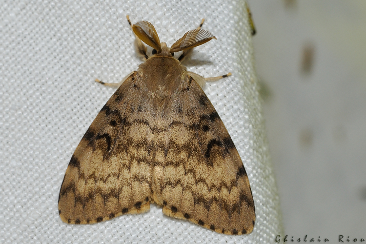 Lymantria dispar, Toulouse 31 &copy; Ghislain Riou