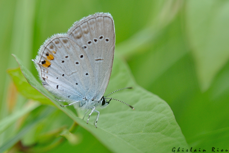 Cupido argiades, Pointis Inard 31 &copy; Ghislain Riou